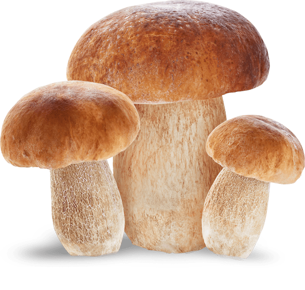 image de champignon