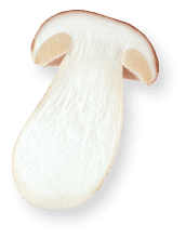 decoration champignon