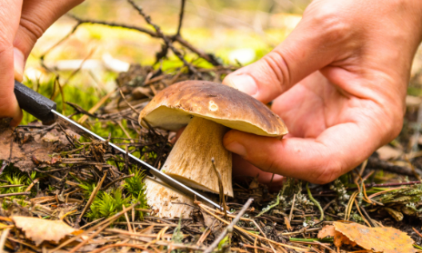 Un champignon qui se fait couper