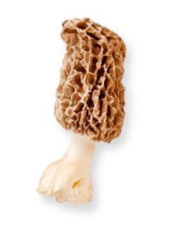 image de champignon