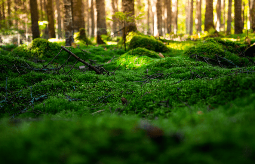 par terre de fôret ave de la mousse