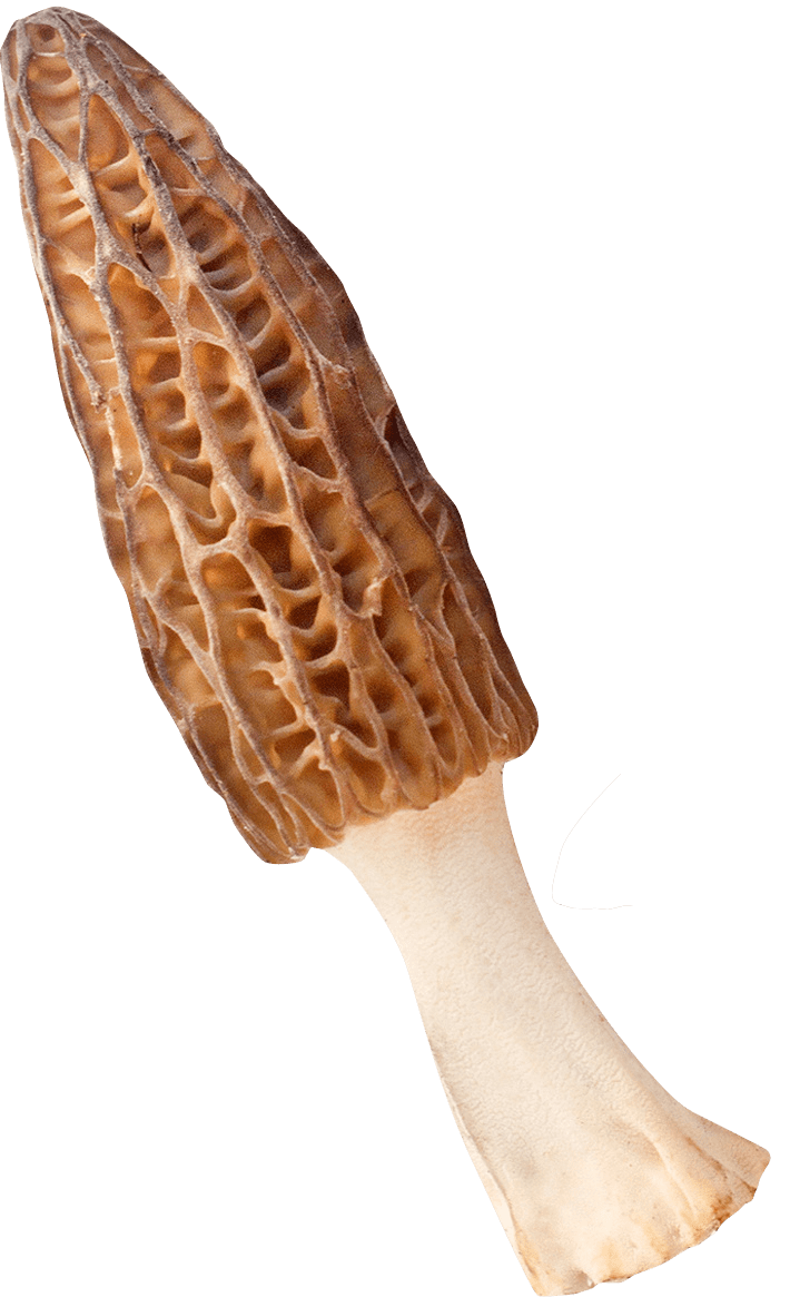 image de champignon