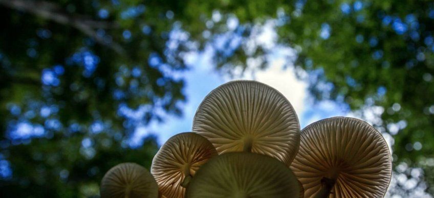 Découvrez ce que ce petit champignon peut faire